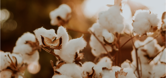 Cotton on plants