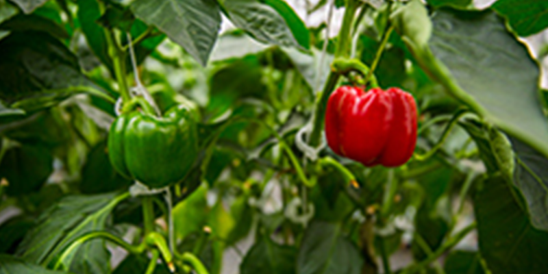 Sefina Insecticide from BASF for use in cucurbit crops – bell peppers