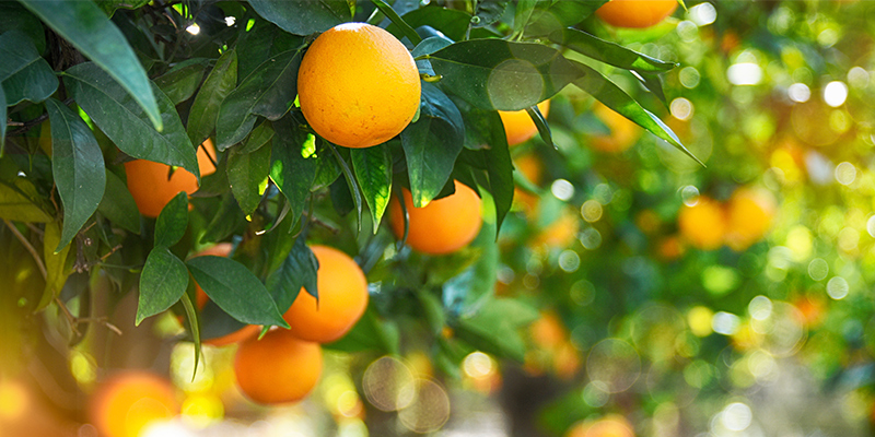 Sefina Insecticide from BASF for use in citrus crops – oranges