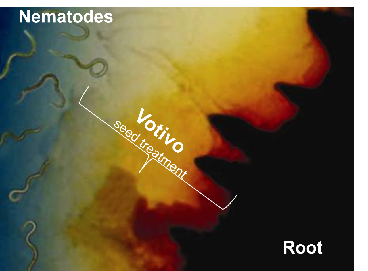 Votivo seed treatment creates a living barrier protecting against two generations of nematodes.