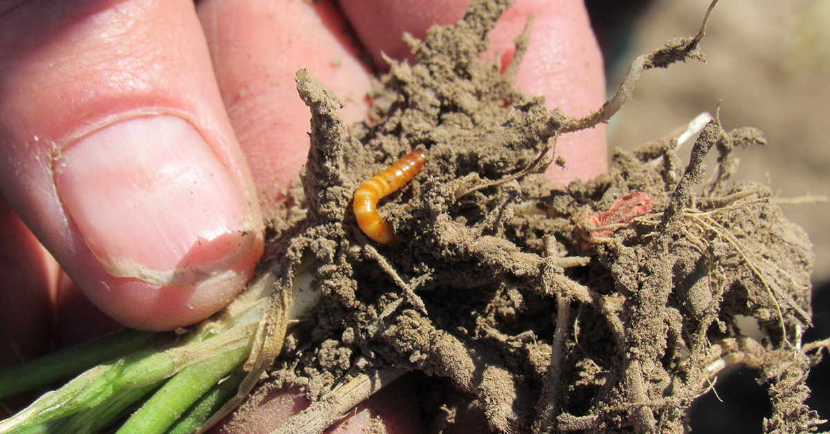 Hand holding dirt with wireworms