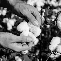 Hands holding cotton in field