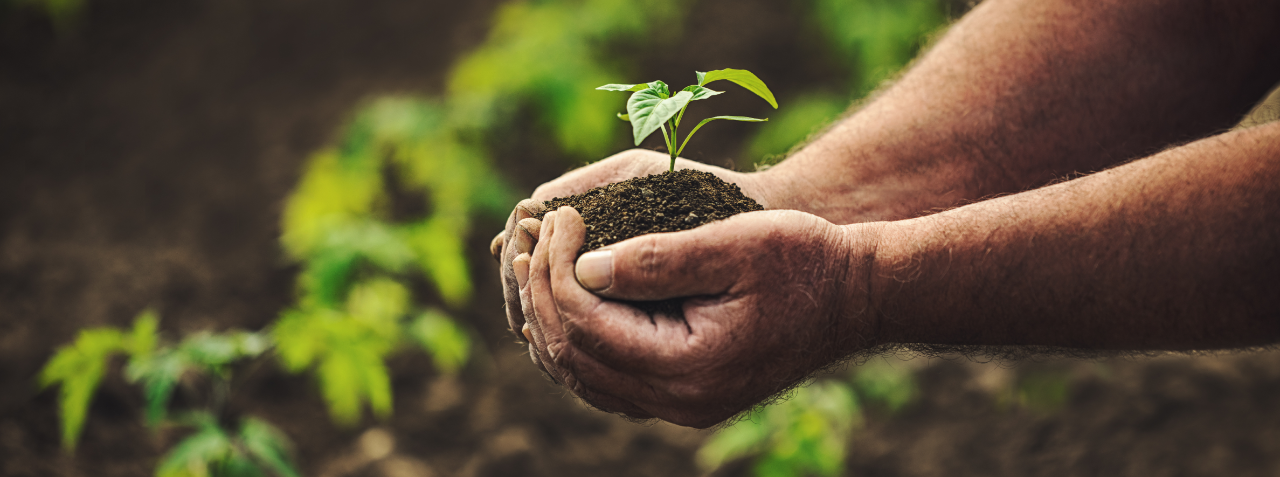 Hands holding a new plant 