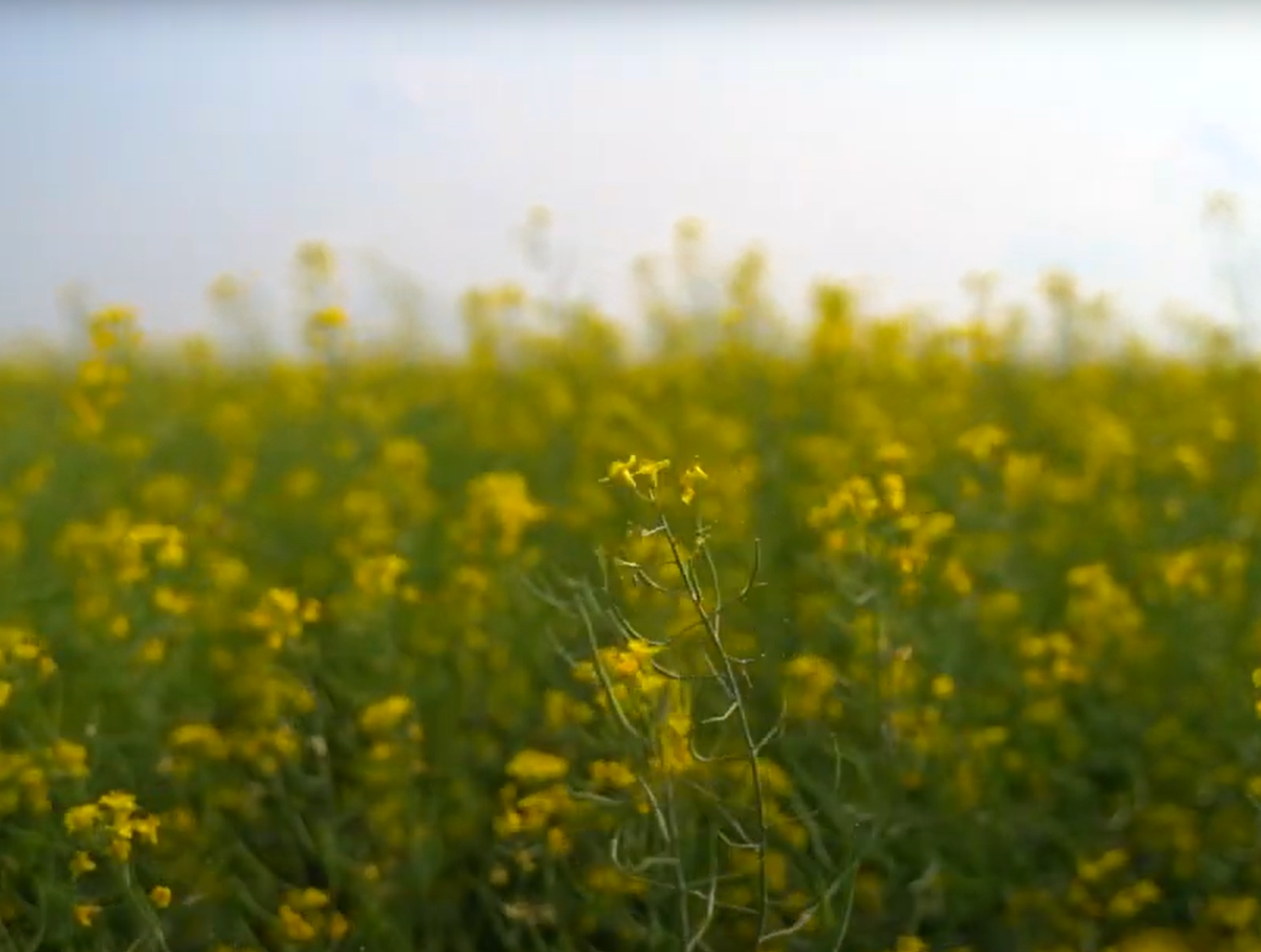 Canola blossoms in a field