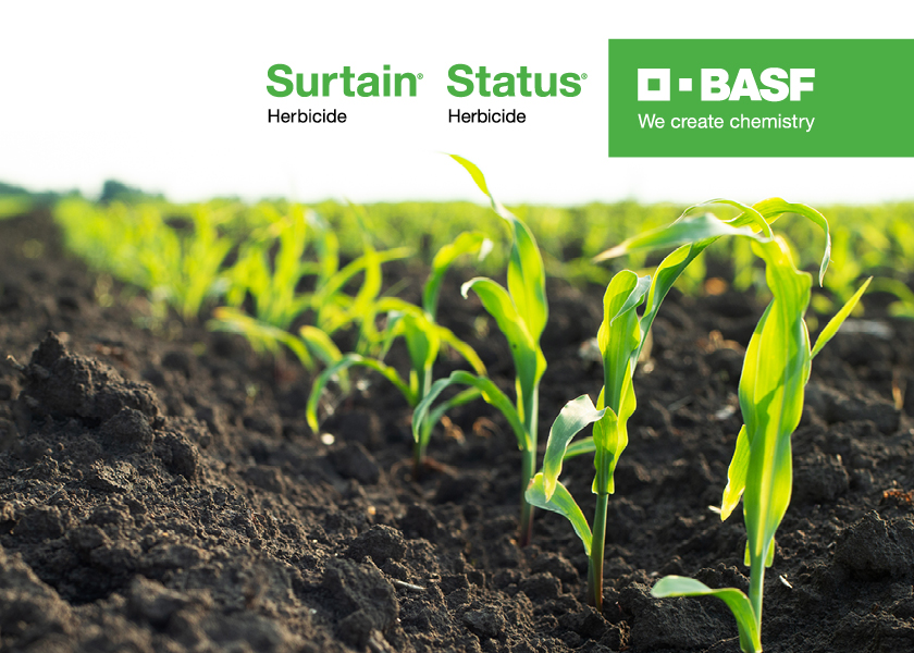 Young corn plants emerging in clean rows with minimal weed pressure early in the season. 