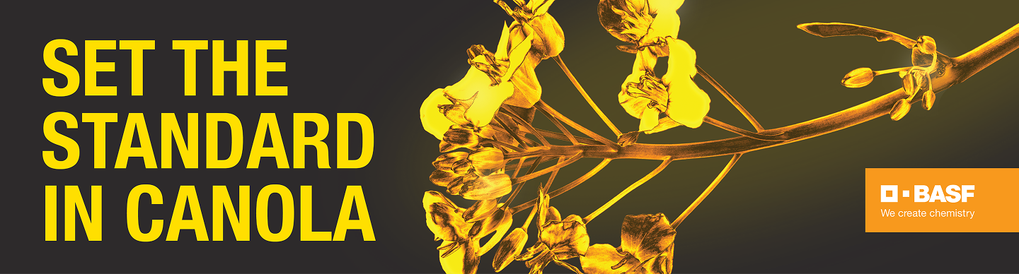 Canola blosson close-up