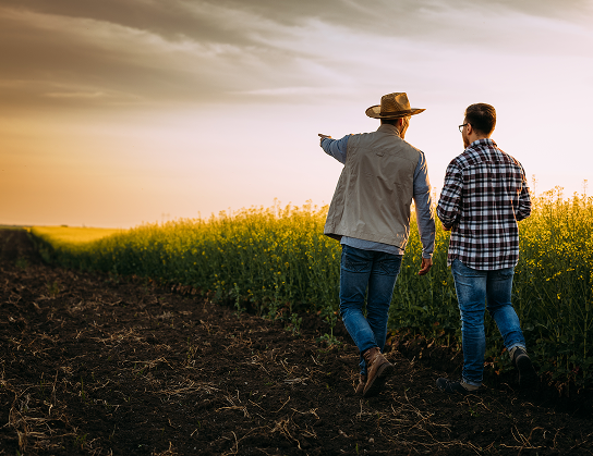 Two men walking in a canola field