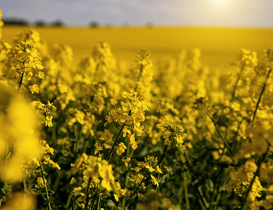 Canola blossoms in a field