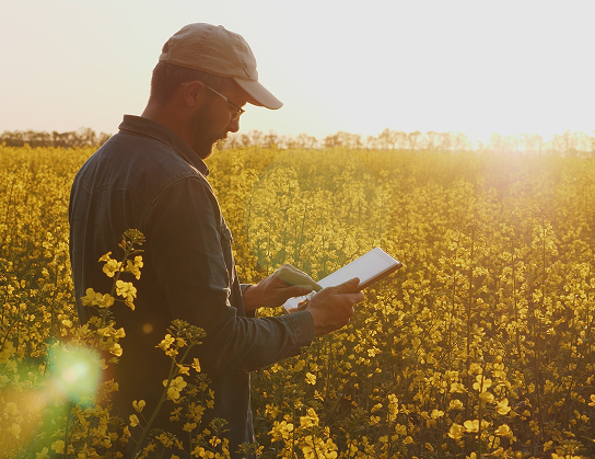 Man looking at a tablet in a canola field