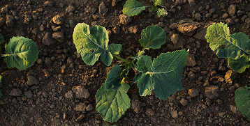 Canola plant leaves