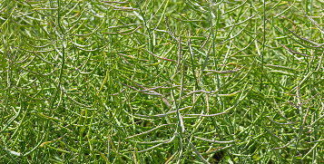 Canola plant leaves during drydown