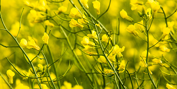 Canola field