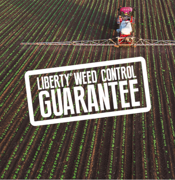 Liberty Soybean Herbicide For Your Trait System Basf