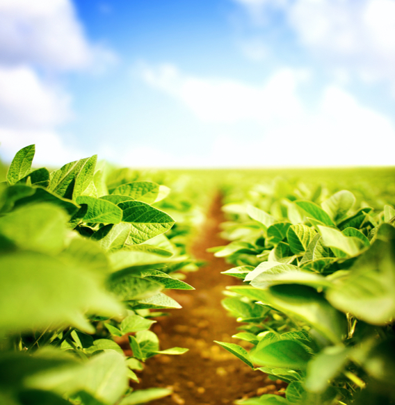 PreEmergent Herbicide for Soybeans PreResiduals BASF