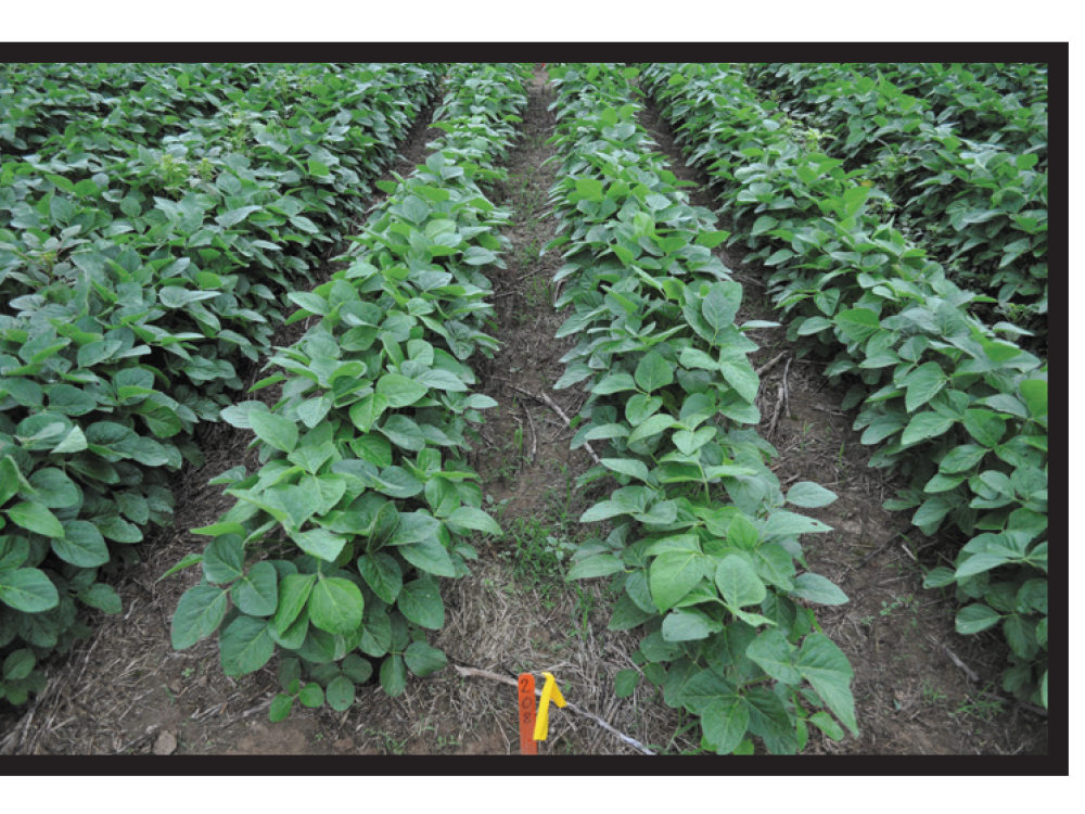 PostEmergent Herbicide for Soybeans PostResiduals BASF