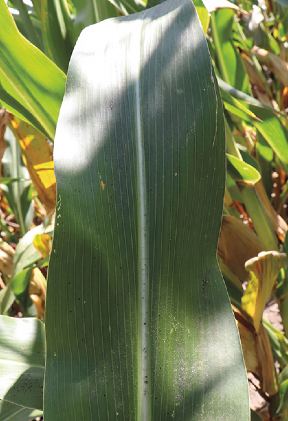 Velytma Fungicide 266.2 bu/A (2)