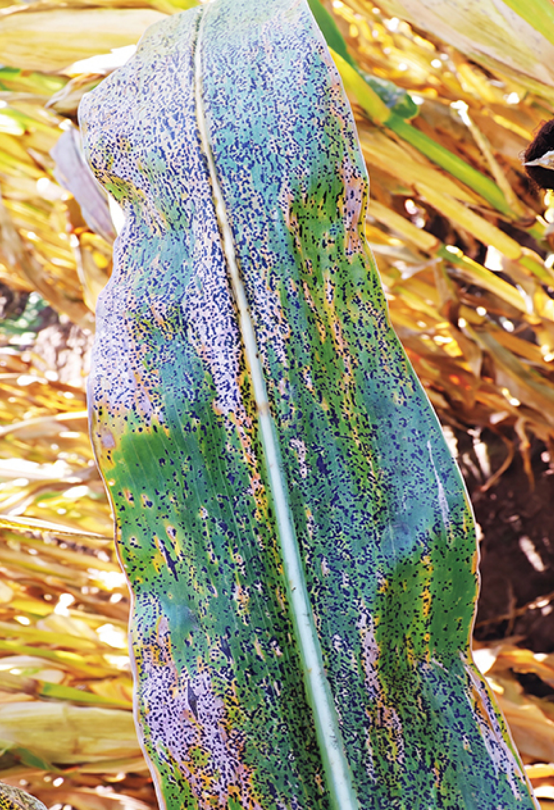 Untreated 247.8 bu/A (2)