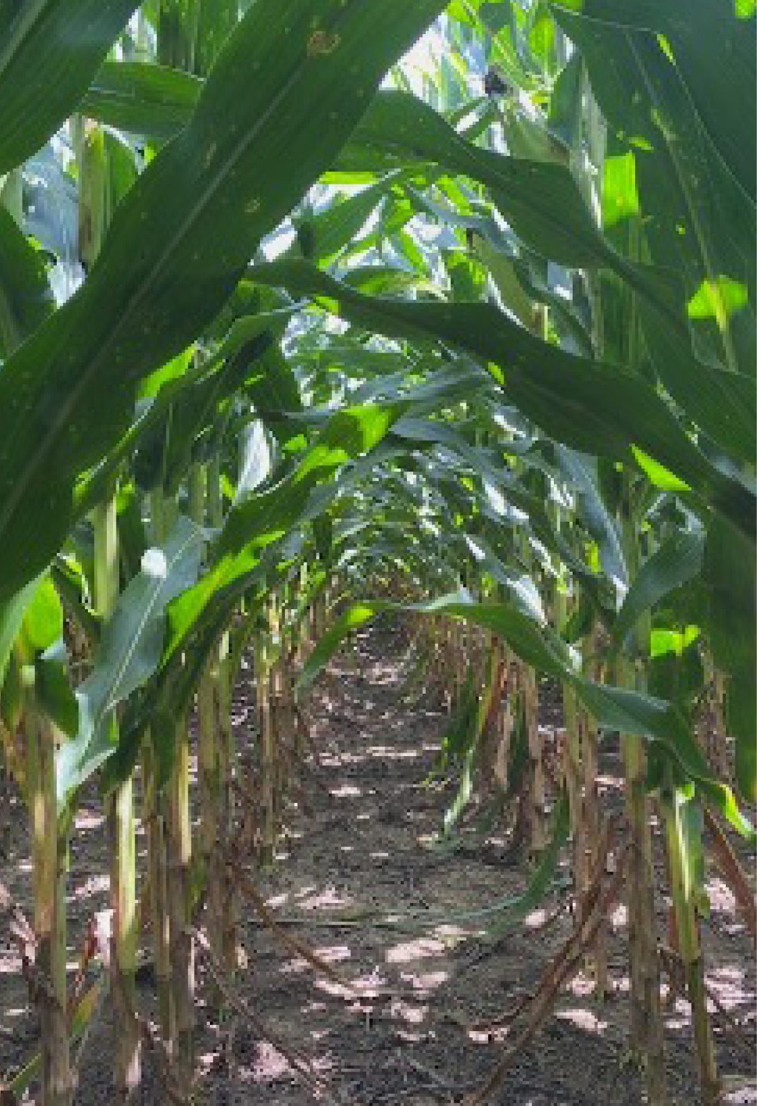 Velytma Fungicide 271 bu/A (1)