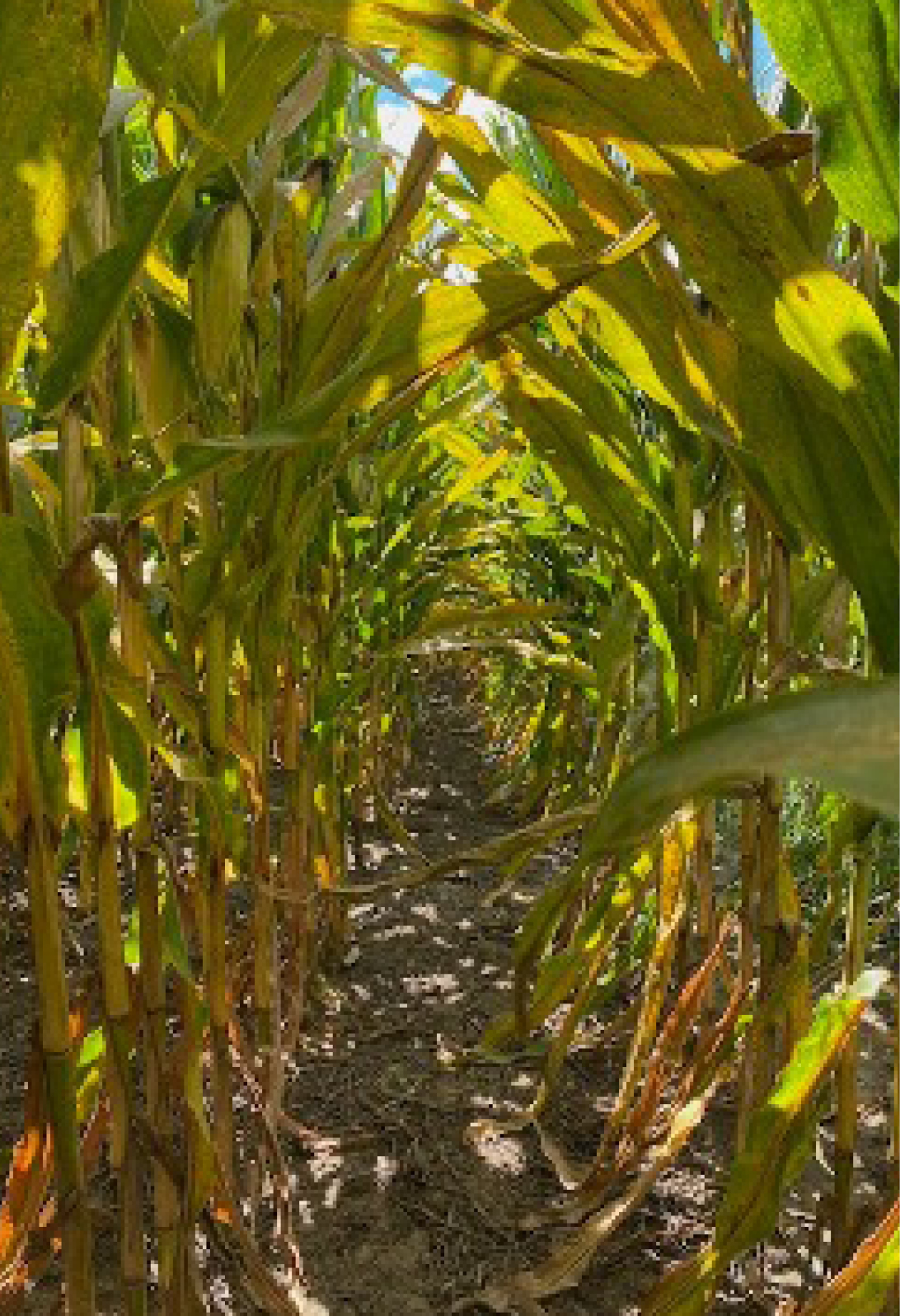 Untreated 227 bu/A (1)