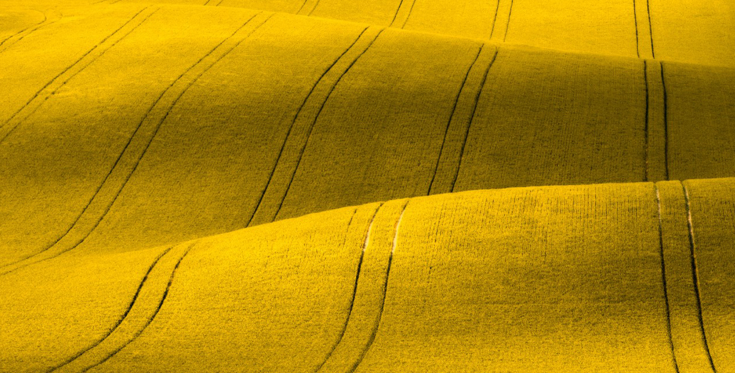 Golden wheat fields