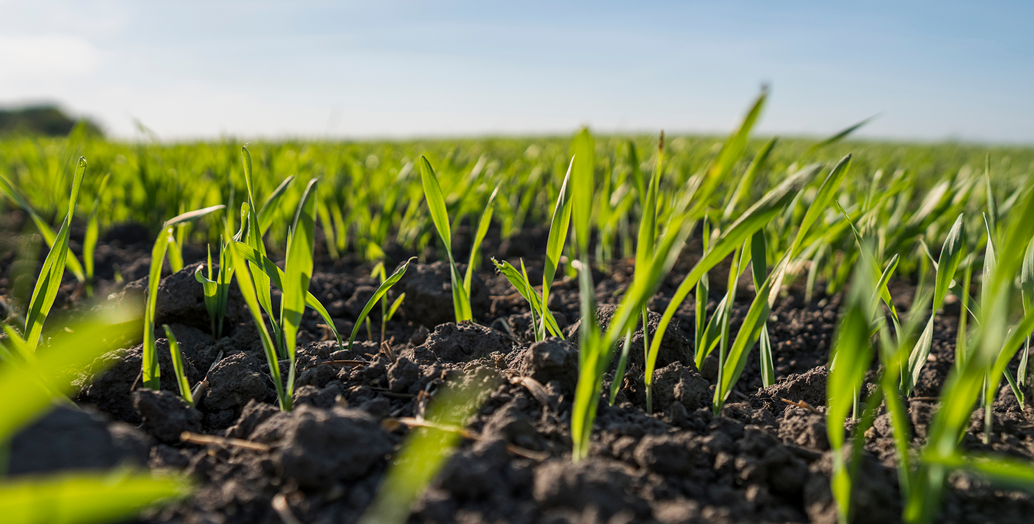 Wheat field