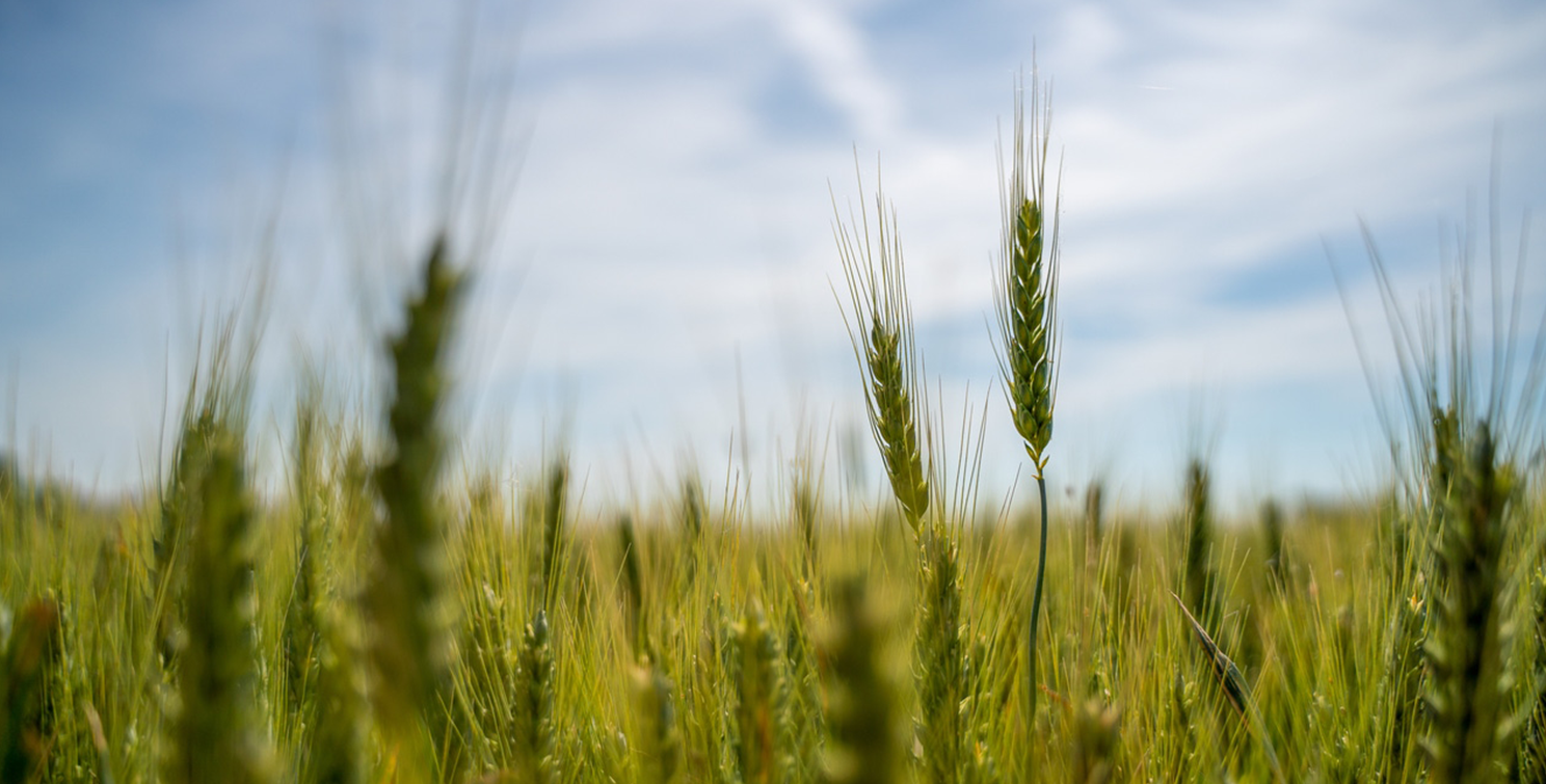 Wheat field close up