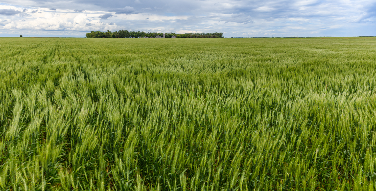 Wheat field