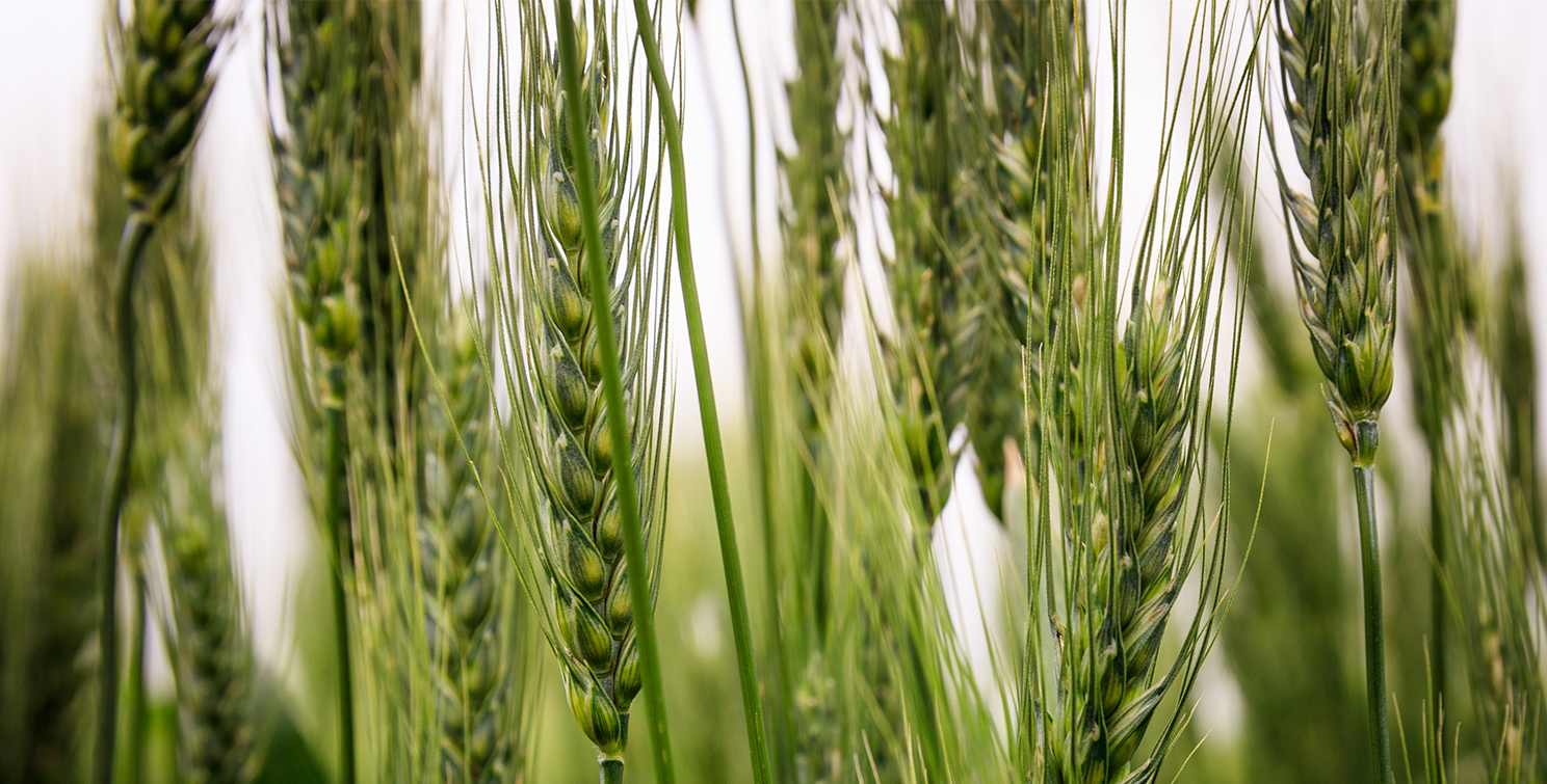 Wheat plant