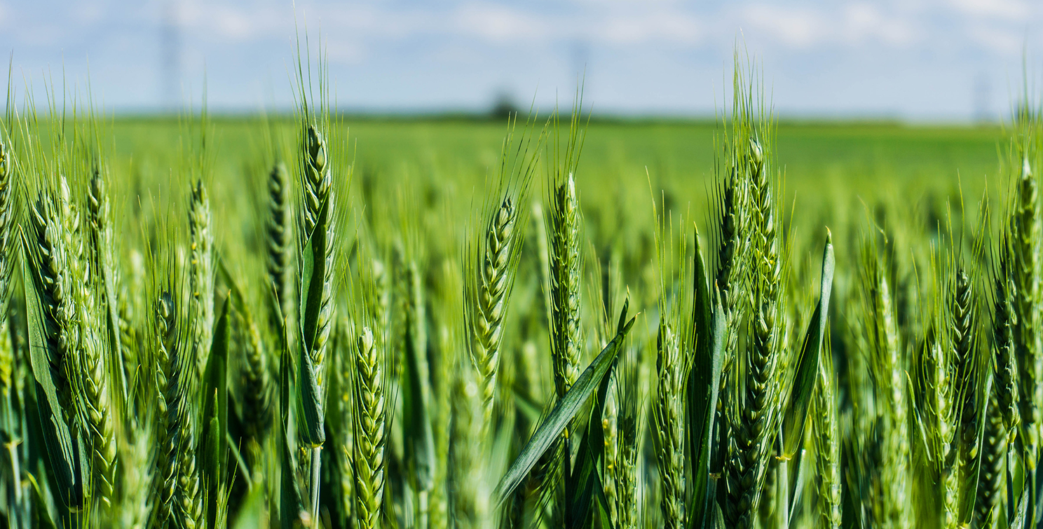 Wheat plant