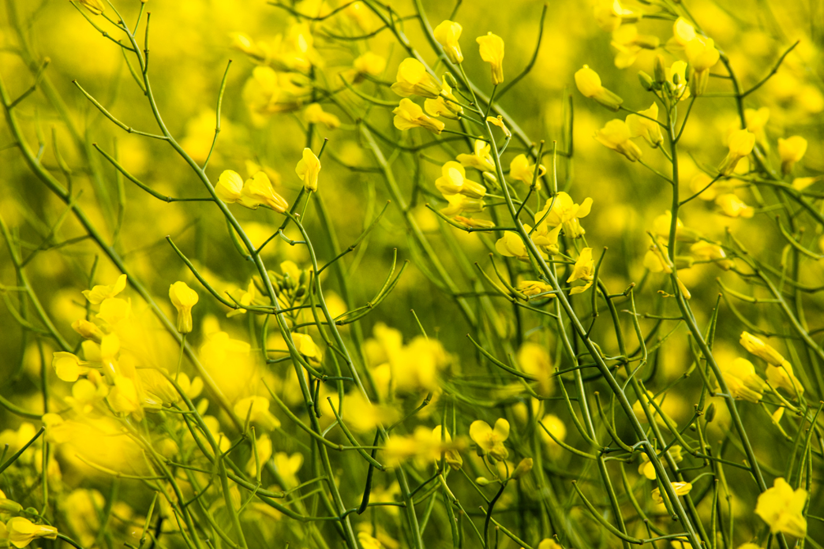Canola blossoms