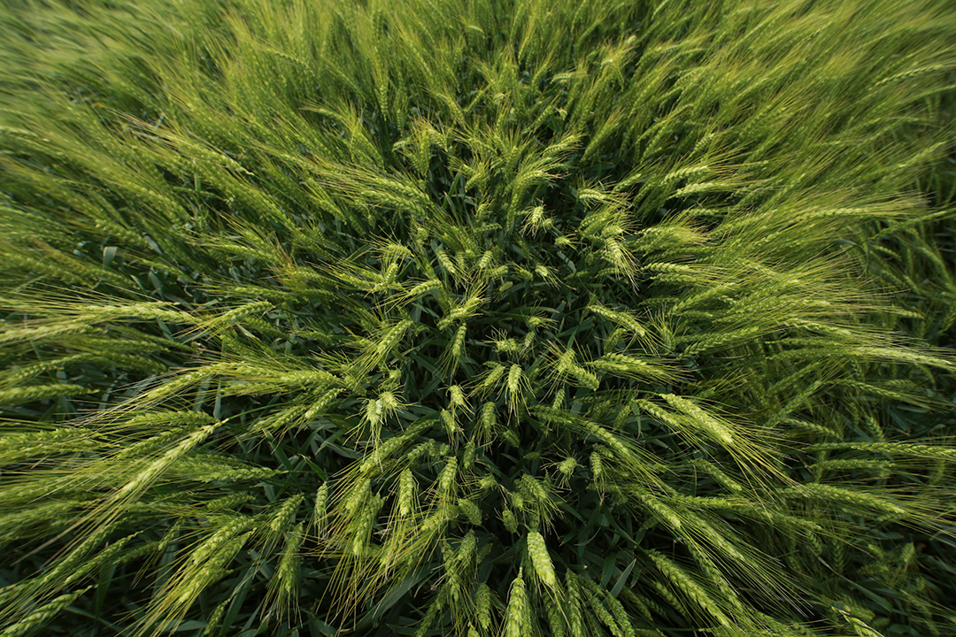 Wheat field close up
