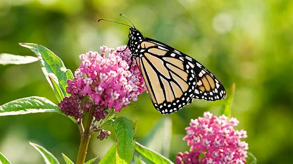 WANTED: Farm families to help preserve monarch habitats