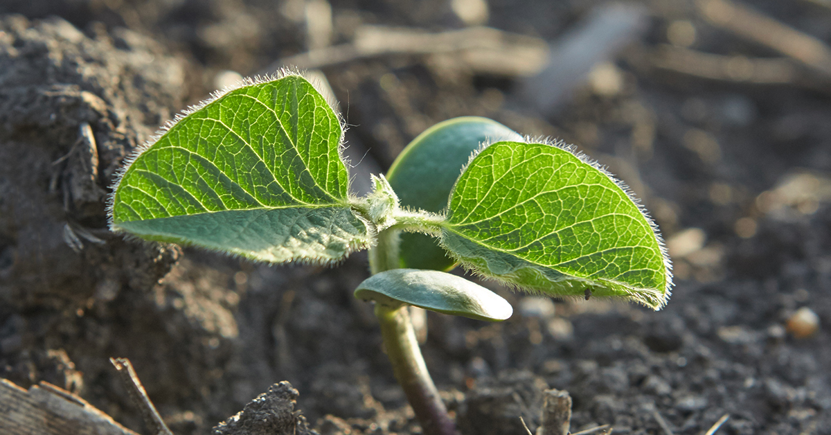 Inoculation is for managing soybean fields