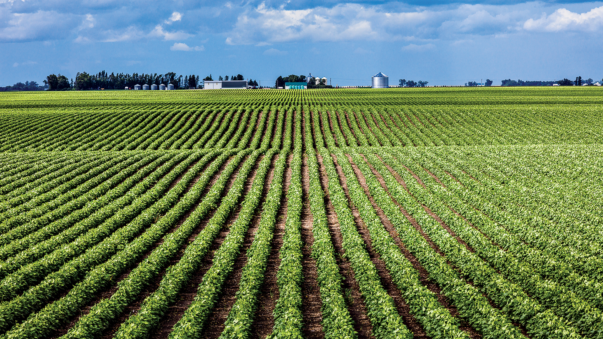 New Soybean Trait Options Mean More Herbicide Choices