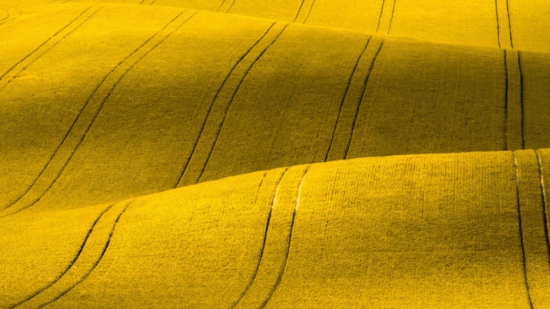 Yellow-seeded canola field