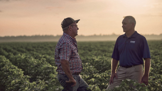 Yellow-seeded canola field