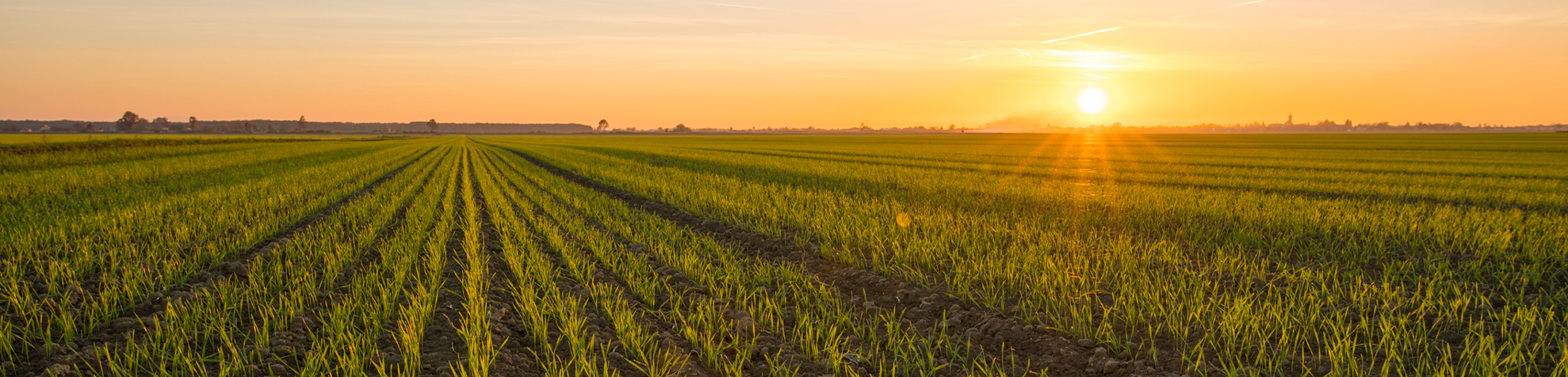 Field of crops at sunrise