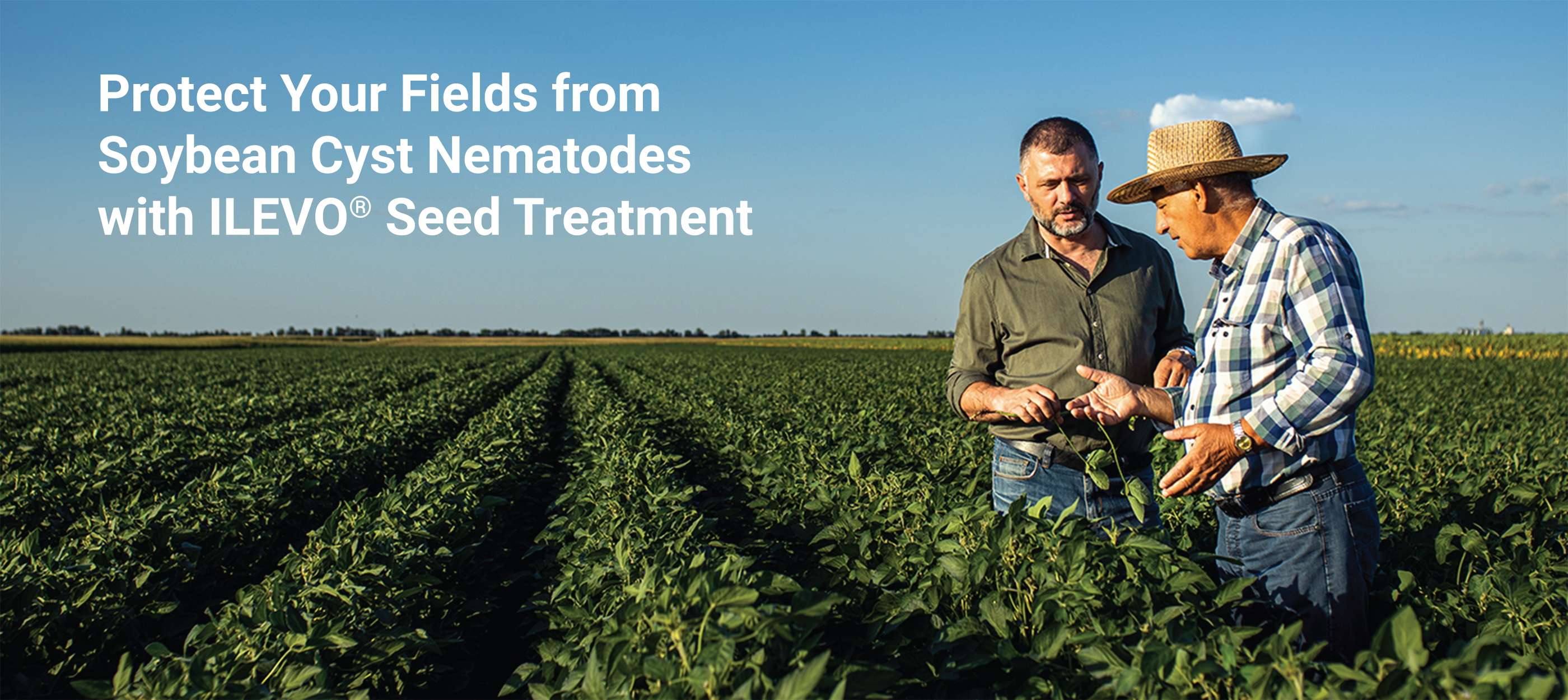 Protect Your Fields from Soybean Cyst Nematodes with ILEVO Seed Treatment