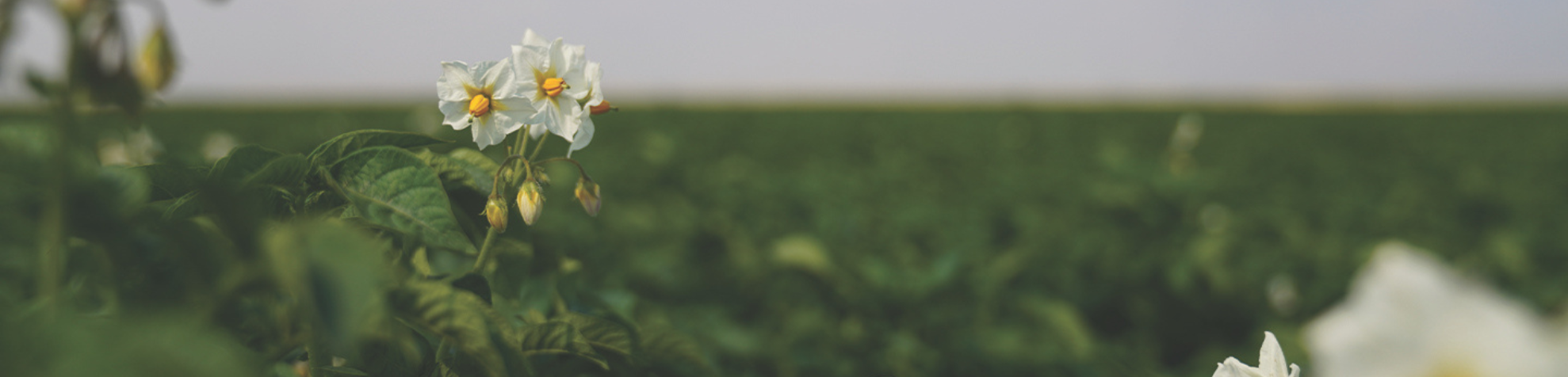 A close-up of white potato flowers with yellow centers blooming in a green field, under a partly cloudy blue sky