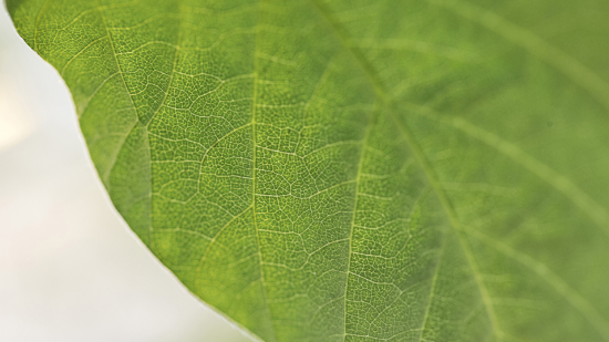 Soybean leaf