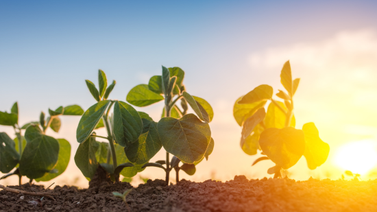 Soybean plants in front of a sunset