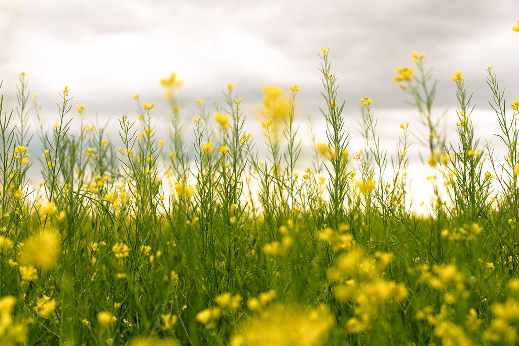 Yellow canola field