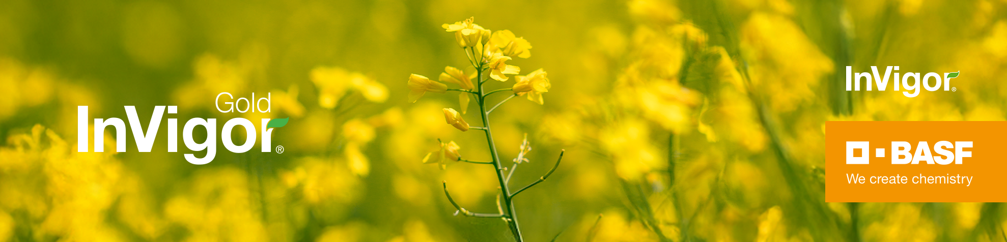 Canola blossoms in a field
