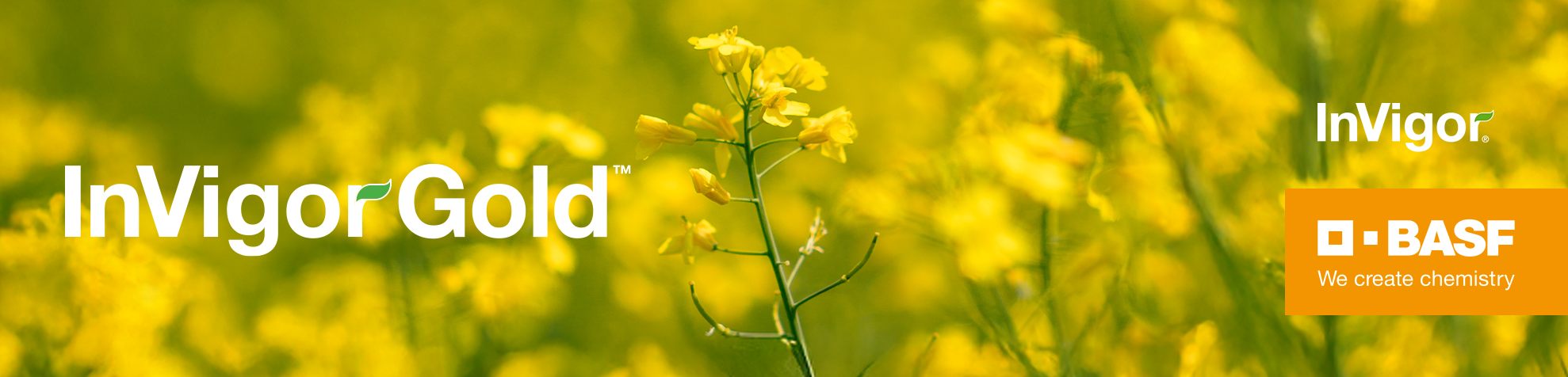 Canola blossoms in a field with InVigor Gold logo on top