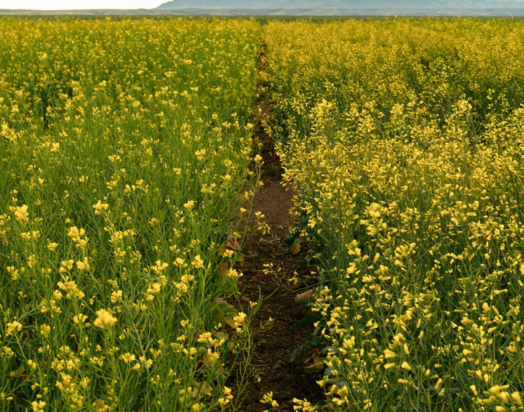 Yellow canola field