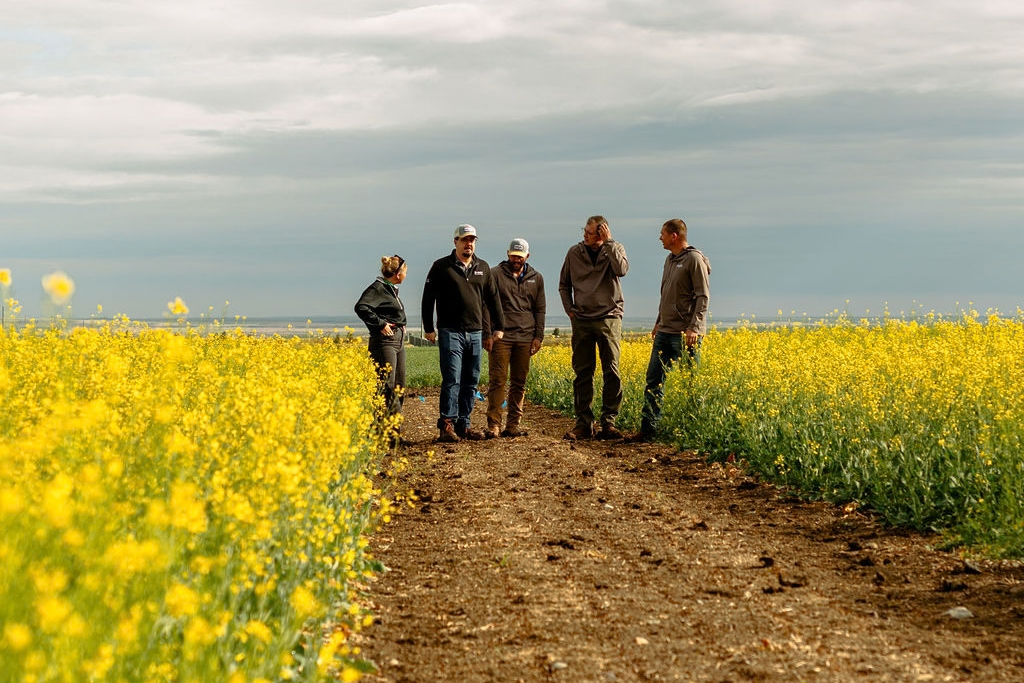 5 people walking through a yellow-seeded canola field