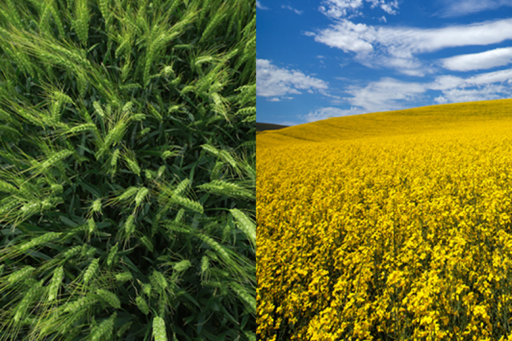 Yellow canola field