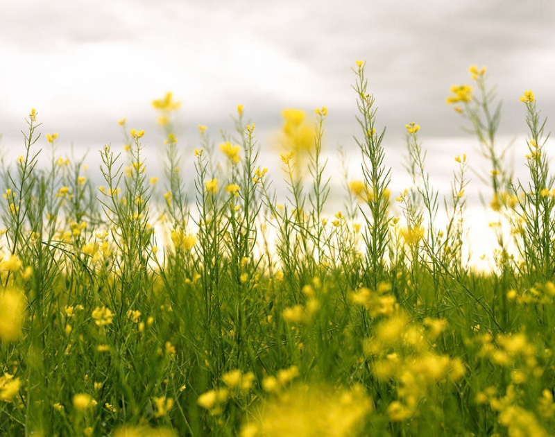 Yellow canola flowers 