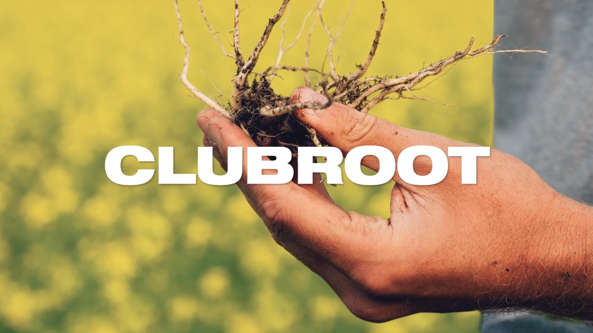 Close up of clubroot disease