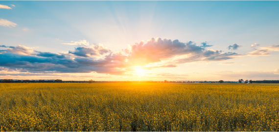 Canola field